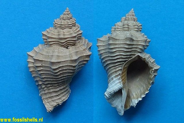 Urosalpinx dalli