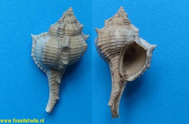Murex polynematicus