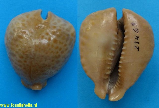 Cypraea hednekeni