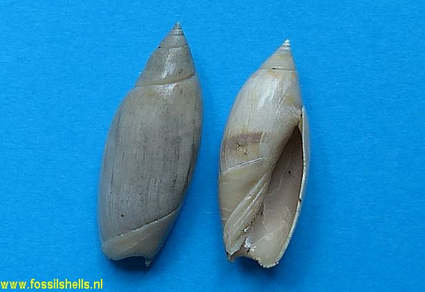 Agaronia testacea mancinella