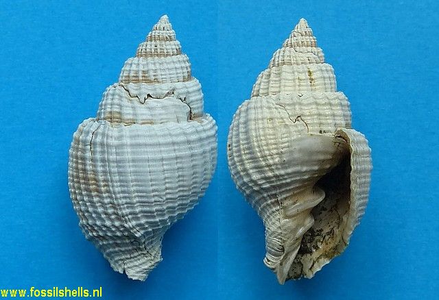 Cancellaria epistomifera dariena