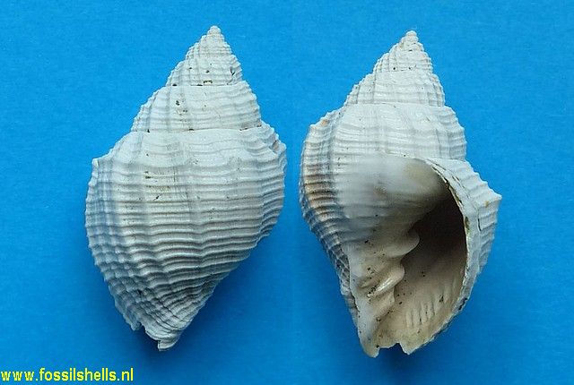 Cancellaria codazzii