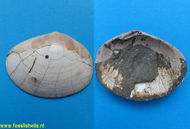Semele laevis costaricensis
