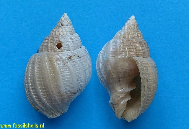 Cancellaria dinota