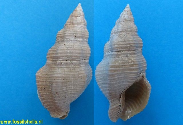 Cymatophos veatchi