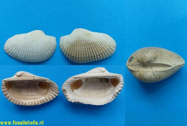 Anadara dariensis