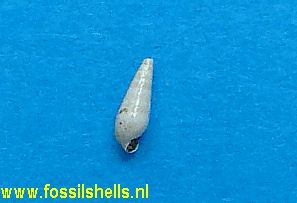 Melanella species