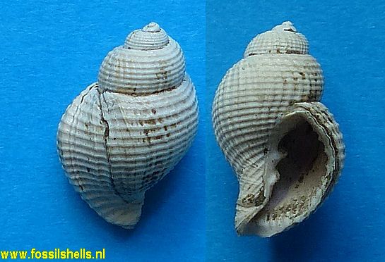 Cancellaria species