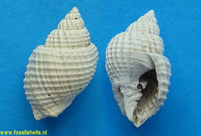 Cancellaria acalypta