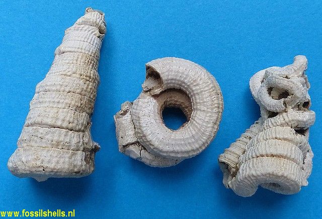 Petaloconchus sculpturatus