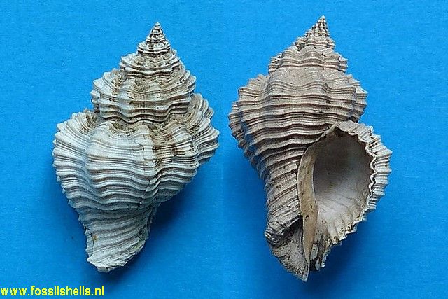 Urosalpinx dalli medioamericana