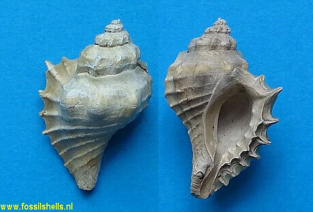 Eupleura thompsoni