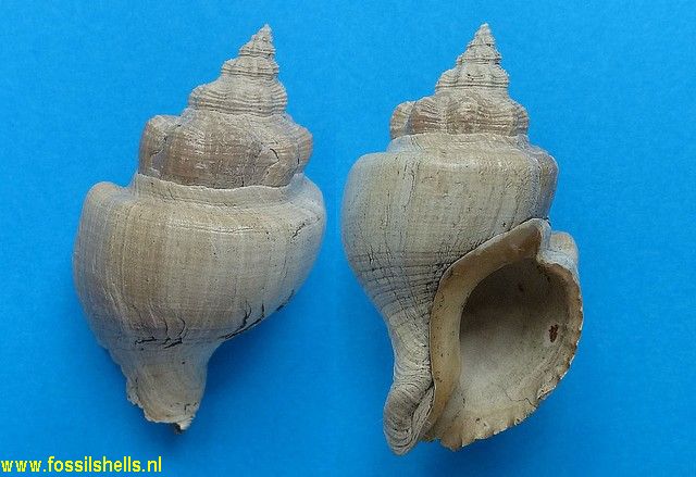Nicema amara