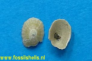 Acmaea species