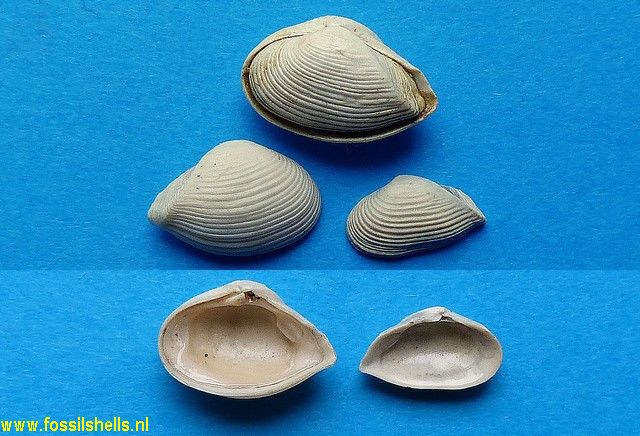 Corbula carinata hoernesi