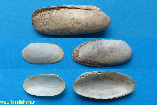 Coralliophaga transylvanica