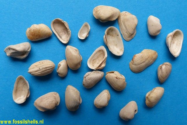 Fossularca miocaenica