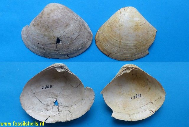 Mactra substriatella