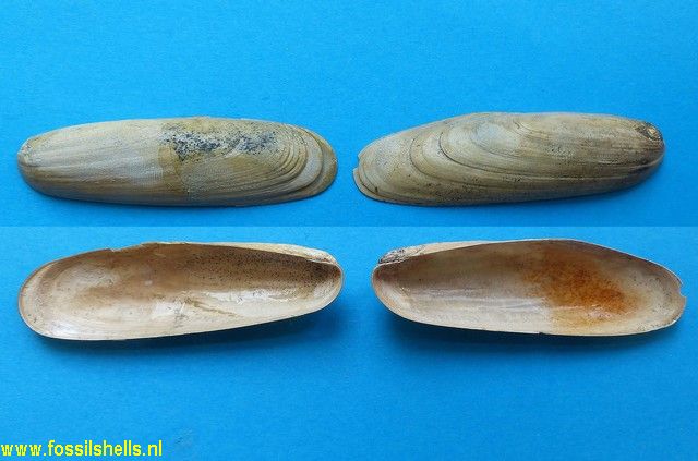 Lithophaga avitensis