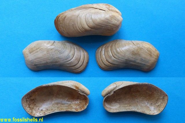 Lithophaga subcordata