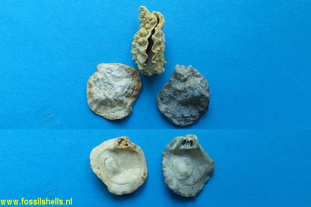 Plicatula pternophora