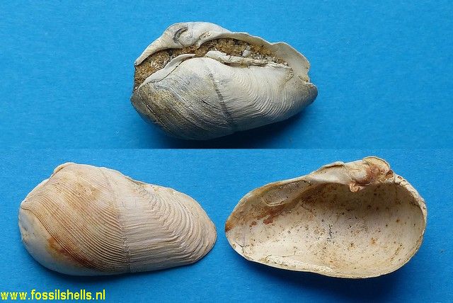 Aspidopholas branderi