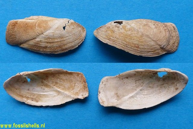 Gastrochaena neuvillei