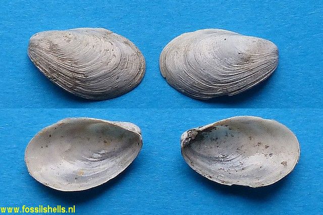 Gastrochaena hoernesi