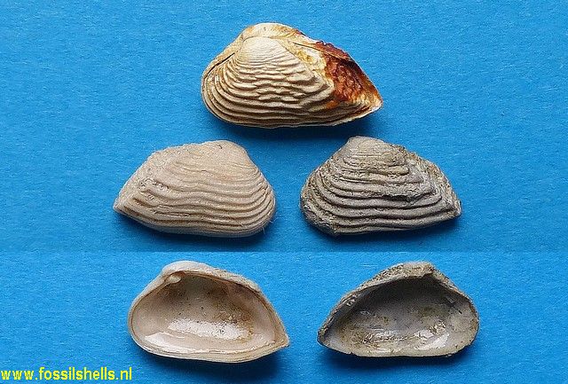 Corbula revoluta avitensis