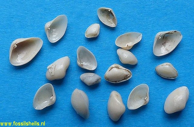 Lentidium tournoueri