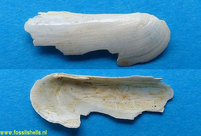 Ensis degrangei