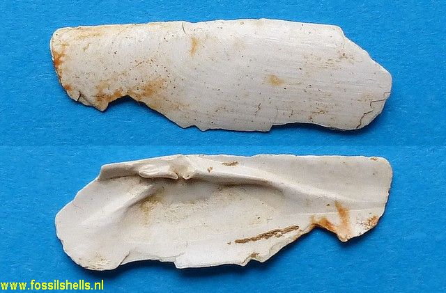 Pharus saucatsensis