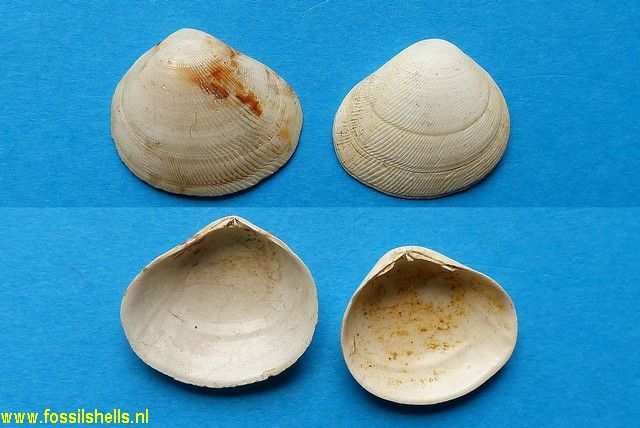 Strigilla senegalensis