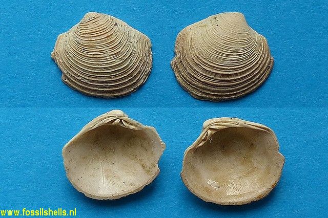 Chione casinoides
