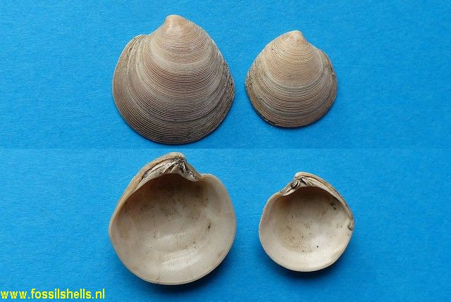 Dosinia basteroti