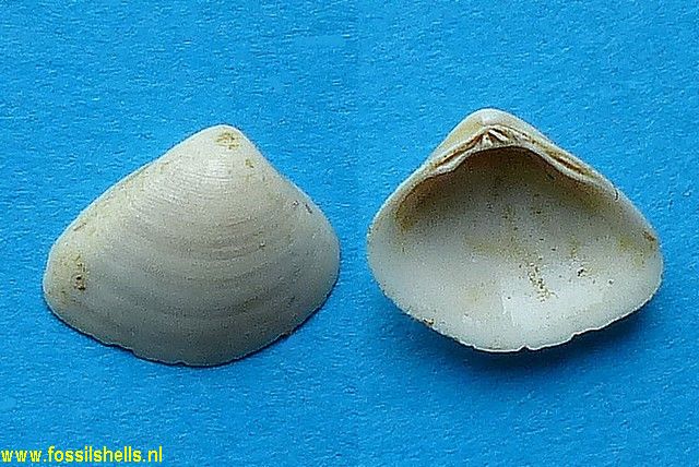 Corbicula sowerbyi