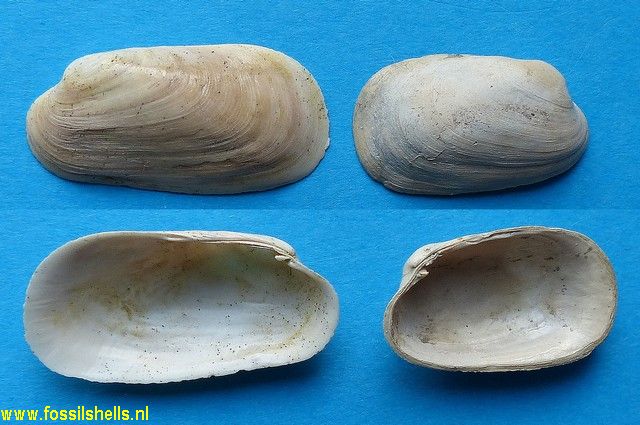 Coralliophaga deshayesi