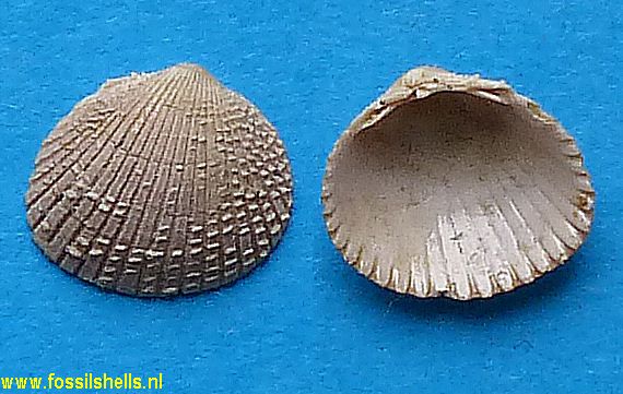 cardium benoisti