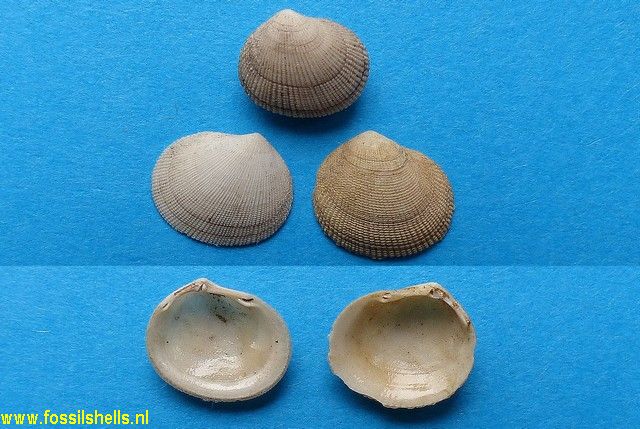 Codakia reticulatoides