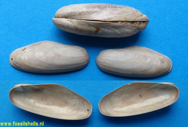 Lithophaga aturensis