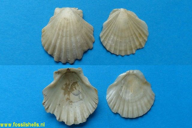 Pecten tournali neuvillei
