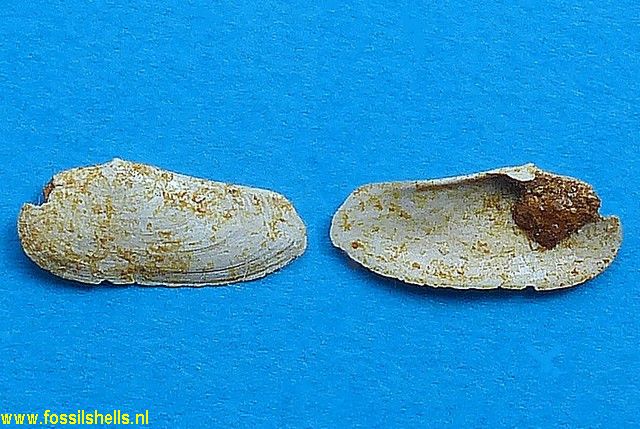 Sphenia passyana