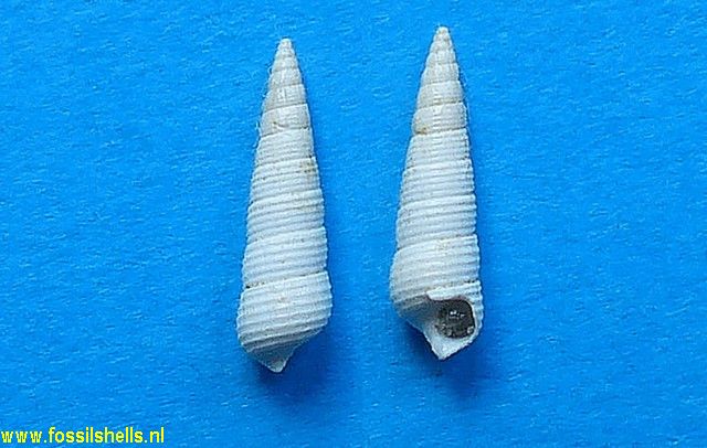 Bittium cancellatum