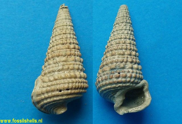 Tympanotonus species