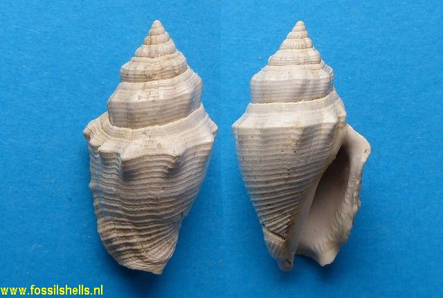 Strombus bonellii subcancellatus