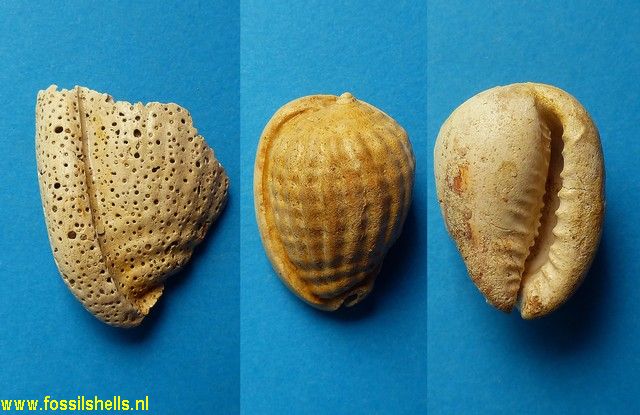 Cypraecassis subcrumena