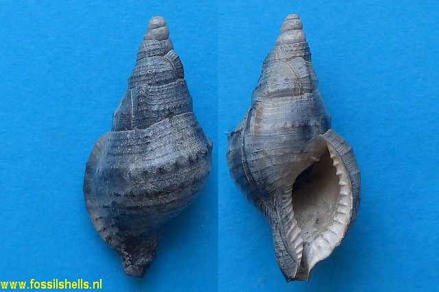 Charonia ventricosum