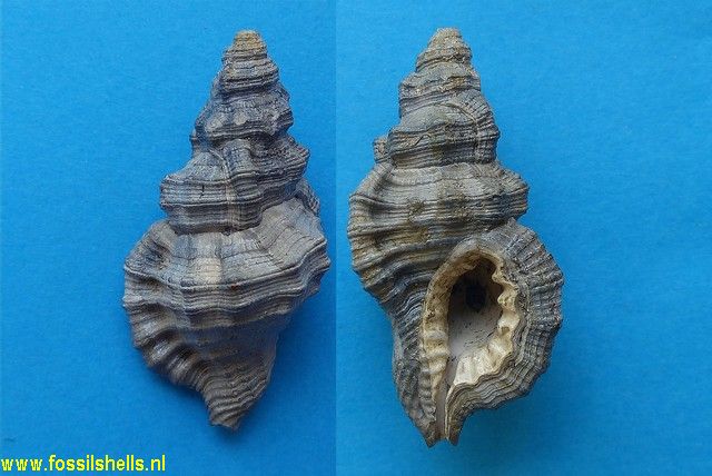 Charonia subcorrugatum ?