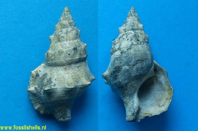 Cerithium subalucoides