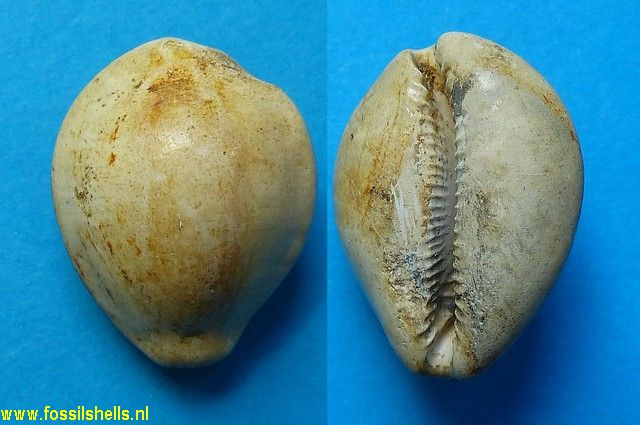 Cypraea pinguis